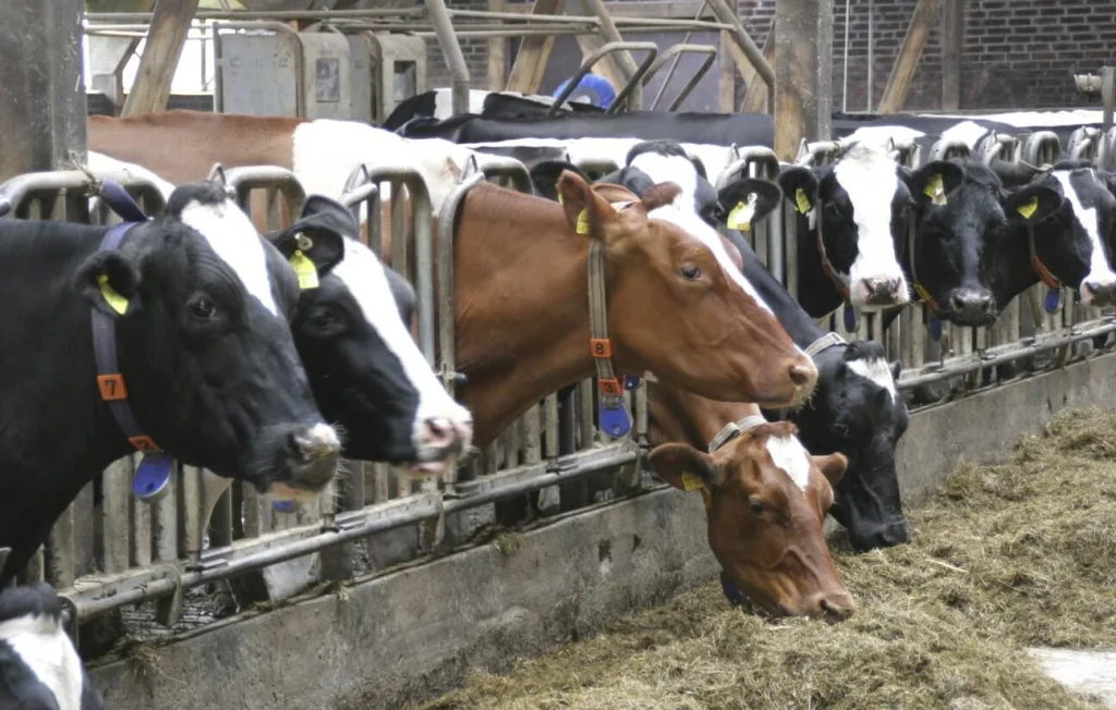 Opération de sauvetage héroïque pour cinq vaches en Haute-Savoie