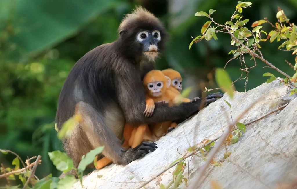 Pourquoi les bébés animaux ressemblent-ils si peu à leurs parents ?