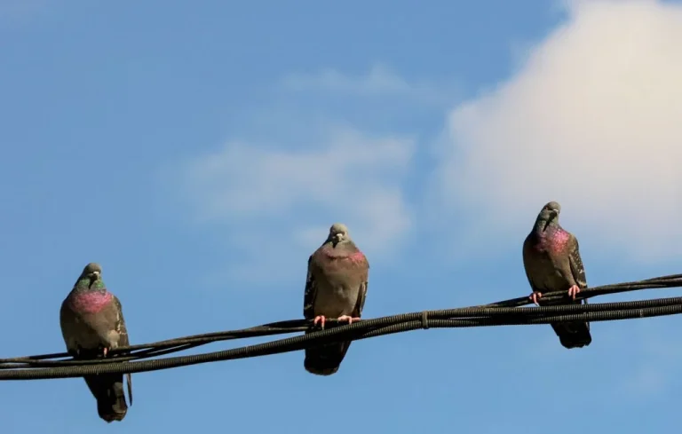 Pourquoi les pigeons préfèrent certaines voitures aux autres ?