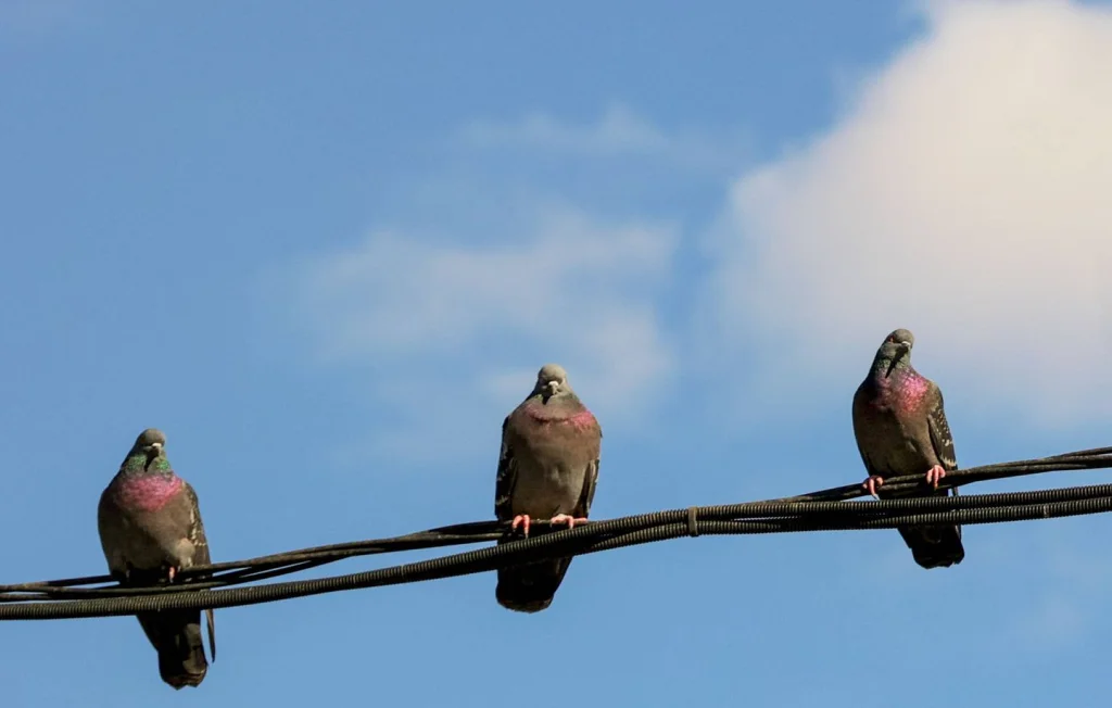 Pourquoi les pigeons préfèrent certaines voitures aux autres ?