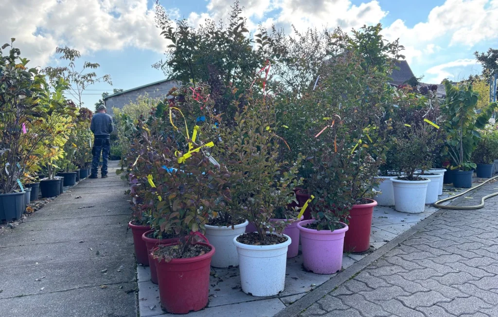 Que planter dans son jardin en octobre : fruits et fleurs