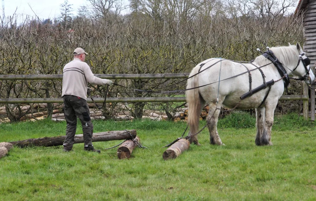 Retrouvailles inattendues : trois chevaux volés en Roumanie
