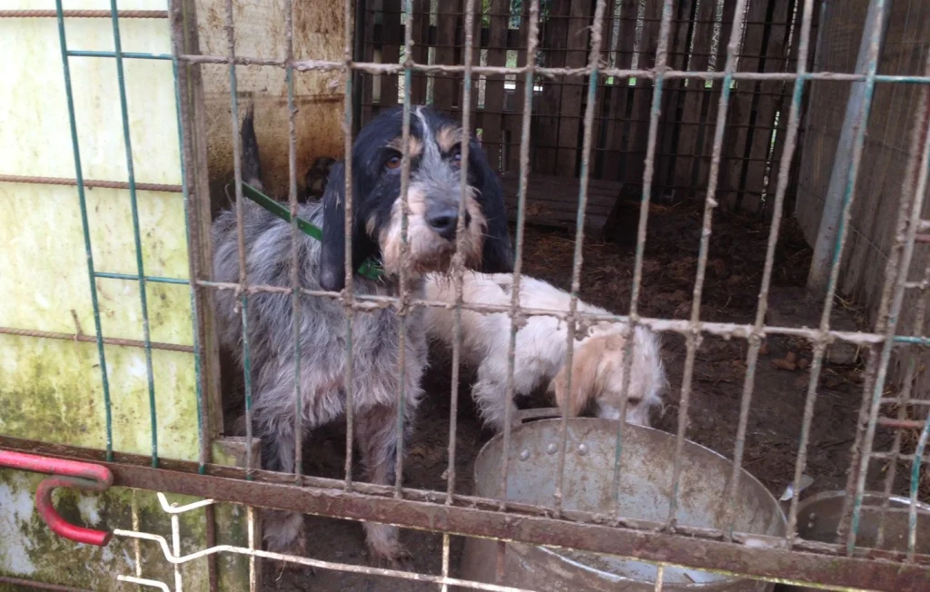 Sauvetage de 42 animaux maltraités dans le Maine-et-Loire