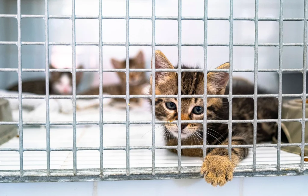 Sauvetage de Chats Sauvés d'un Élevage Clandéstin à Antony