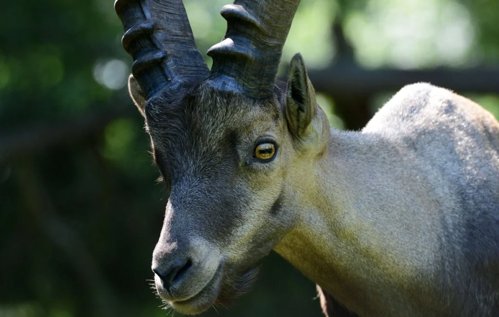Sauvetage héroïque d'un bouquetin en Haute-Savoie