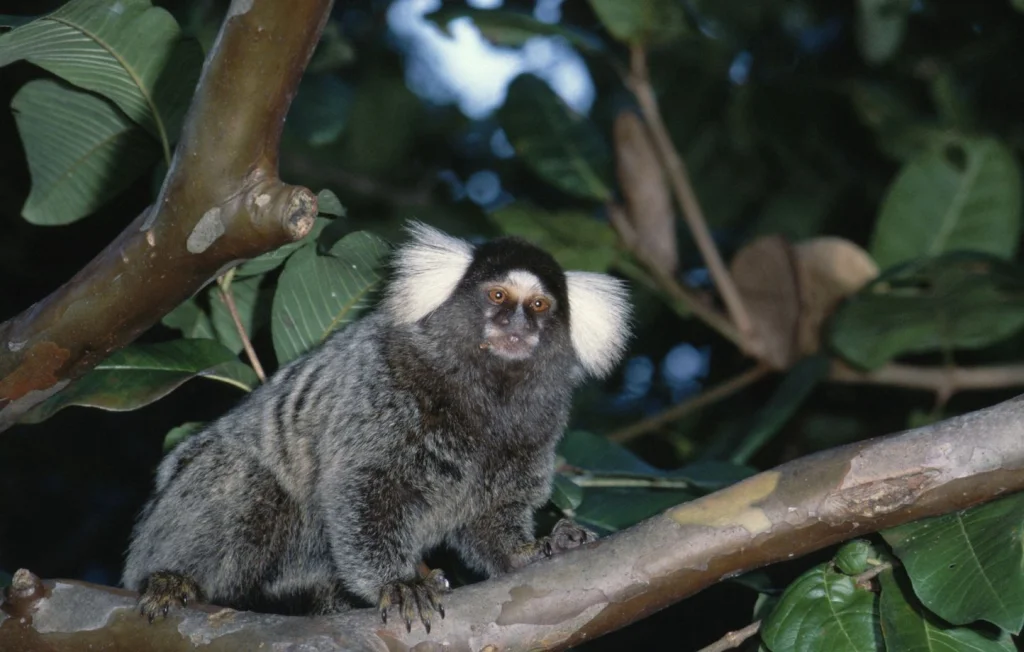 Survie des ouistitis échappés à Strasbourg : un avenir incertain