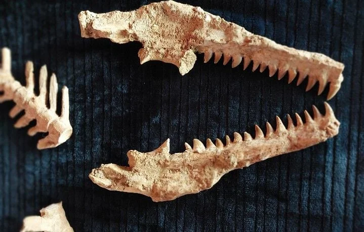 Trafic mondial d'ossements de dinosaures : une réalité inquiétante