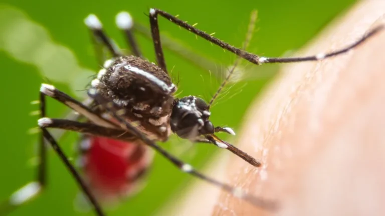 Un Truc Surprenant Pour Éloigner les Moustiques de Votre Jardin