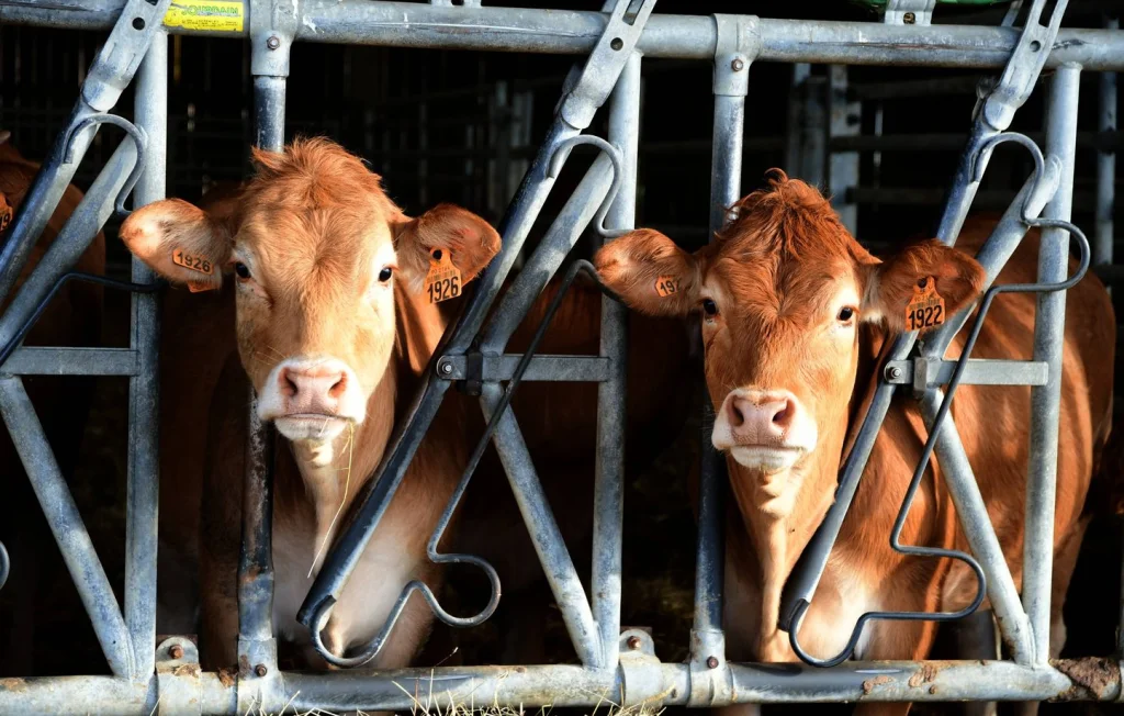 Un agriculteur de la Somme accusé de tapage nocturne surprenant