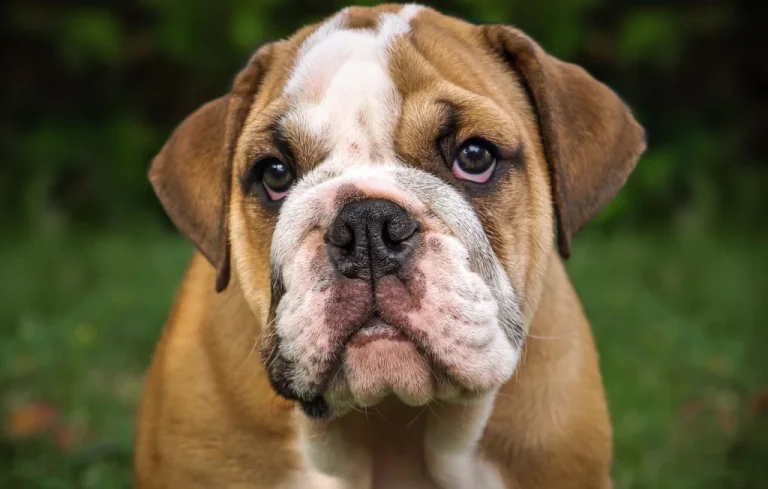 Un bouledogue attaque un vigile à Poitiers, son maître condamné