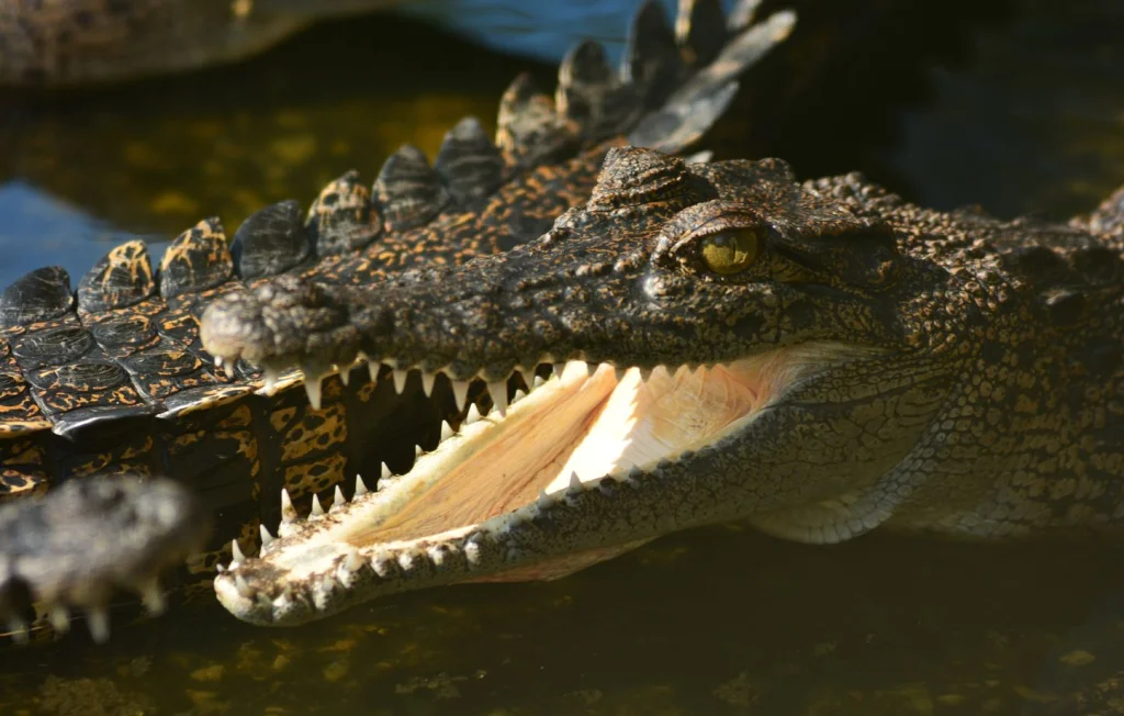 Un crocodile s'invite dans la piscine d'un hôtel en Australie