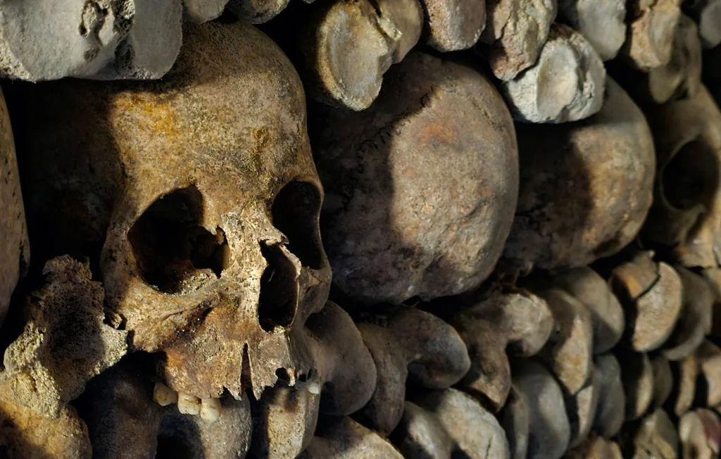 Un homme découvre un crâne humain en enterrant son chat à Lille