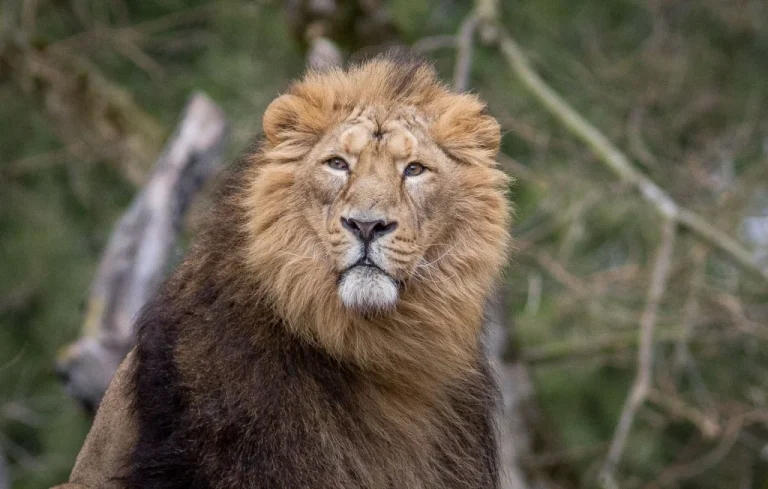 Un lion de cirque maltraité recueilli au zoo de Loire
