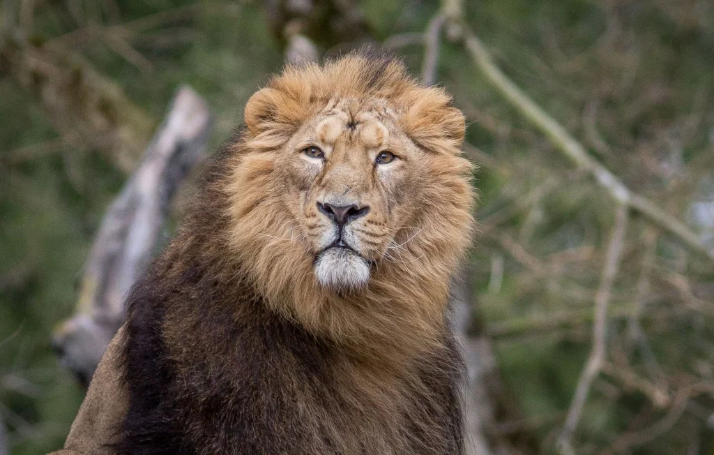 Un lion de cirque maltraité recueilli au zoo de Loire