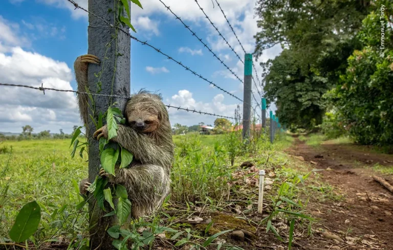 Un photographe français finaliste du Wildlife Photographer of the Year