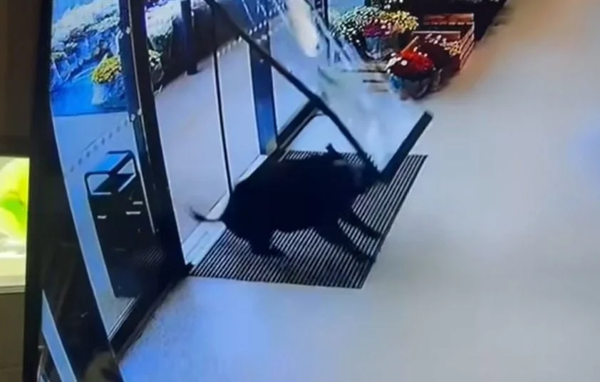 Un sanglier fait irruption dans un supermarché en Gironde