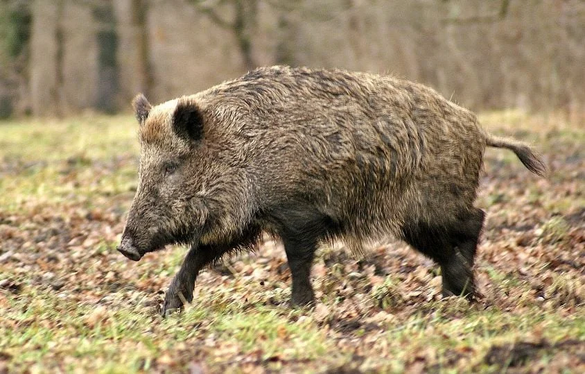 Un sanglier sème la panique dans une boulangerie de Loire