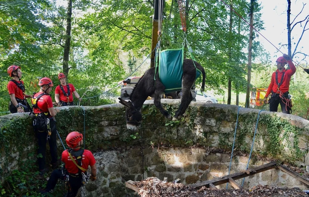 Un sauvetage incroyable d'un âne par les pompiers de l'Allier