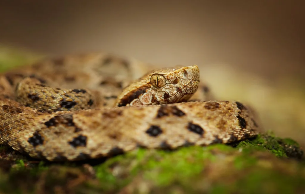 Un serpent exotique découvert à Hendaye, Pyrénées-Atlantiques
