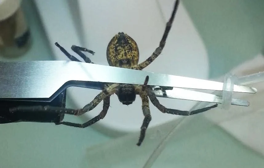 Une araignée Nosferatu étonne à Reims, Marne