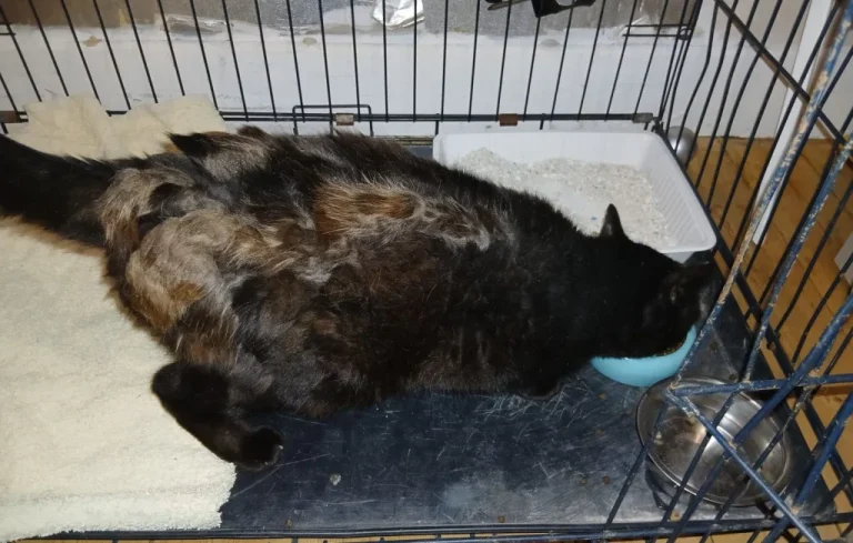 Une famille du Grand Est retrouve son chat Doudou perdu depuis 5 ans