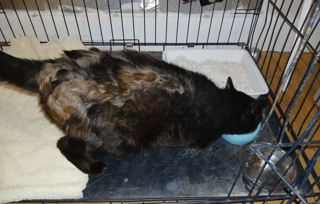 Une famille du Grand Est retrouve son chat Doudou perdu depuis 5 ans