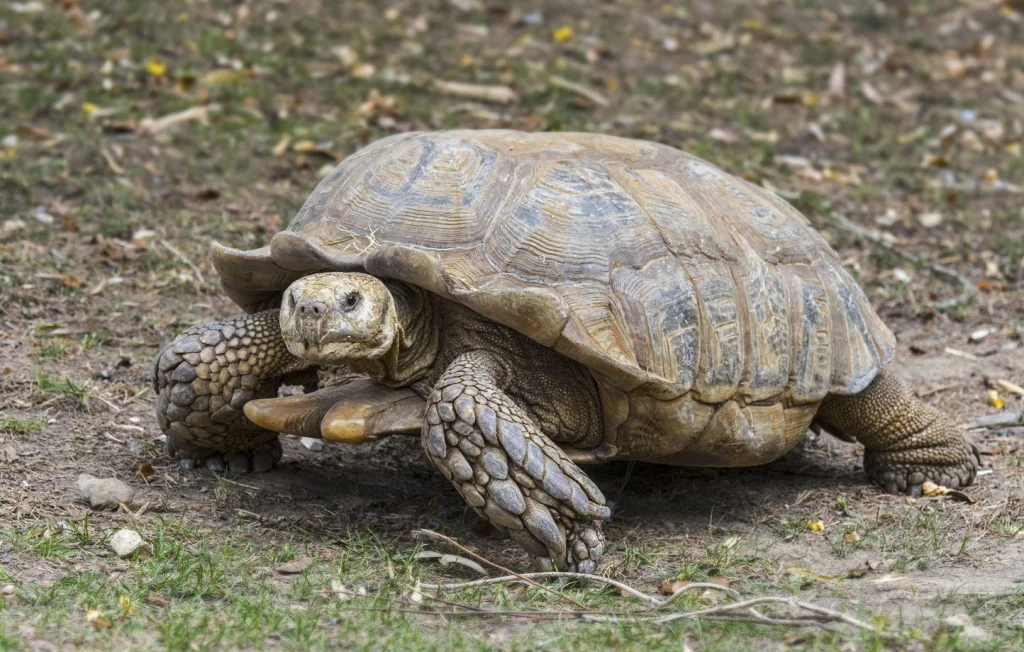 Une tortue géante découverte mal en point en Eure-et-Loir