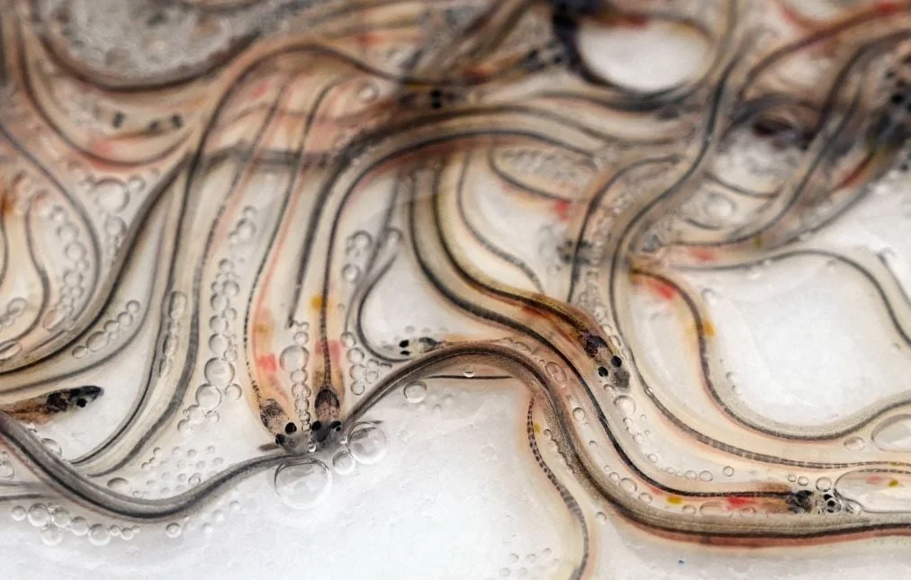 Urgence pour l'anguille : un appel au secours en France