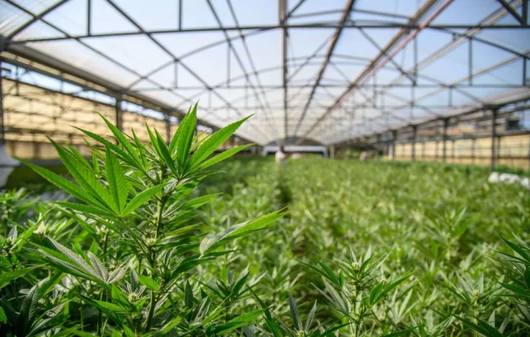 Var : Des plants de cannabis saisis transformés en outil éducatif