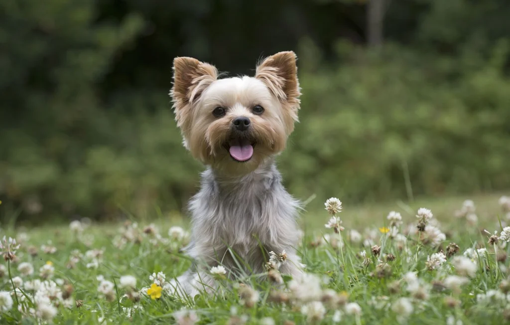 Var: Yorkshire tué par une meute de chiens; propriétaire interpellé