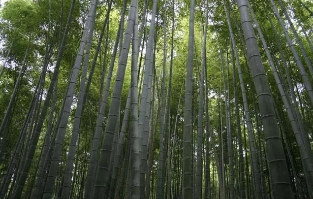 Vienne : Manifestation contre un projet controversé de bambous