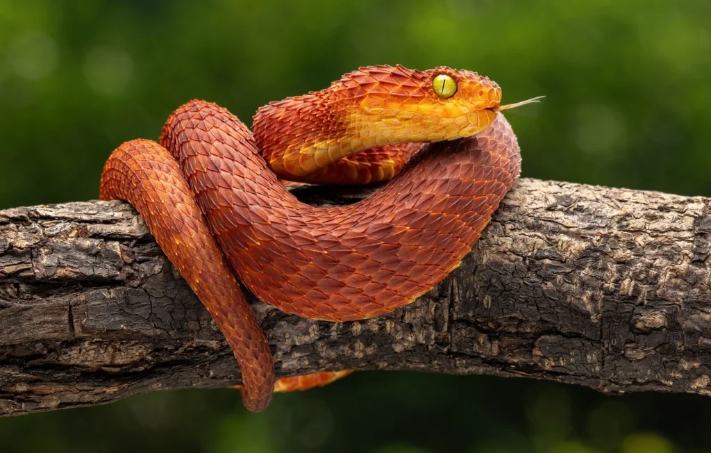 Vipère africaine: siffle ses écailles comme des rasoirs