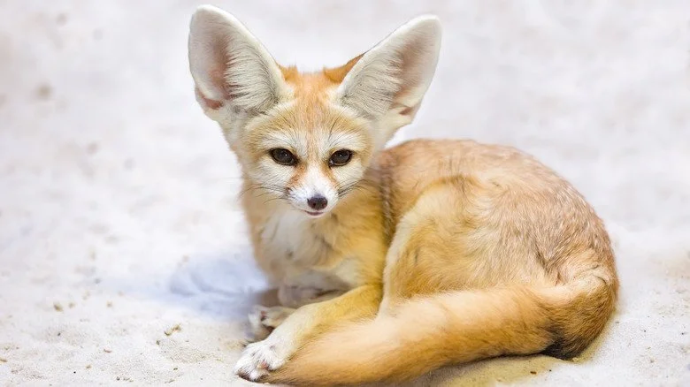 Fennec lové sur le sable blanc.