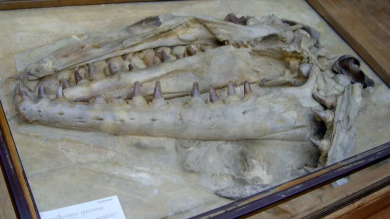 Fragment de mâchoire de Mosasaurus hoffmannii