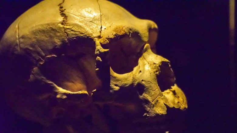 Modèle de Homo heidelbergensis