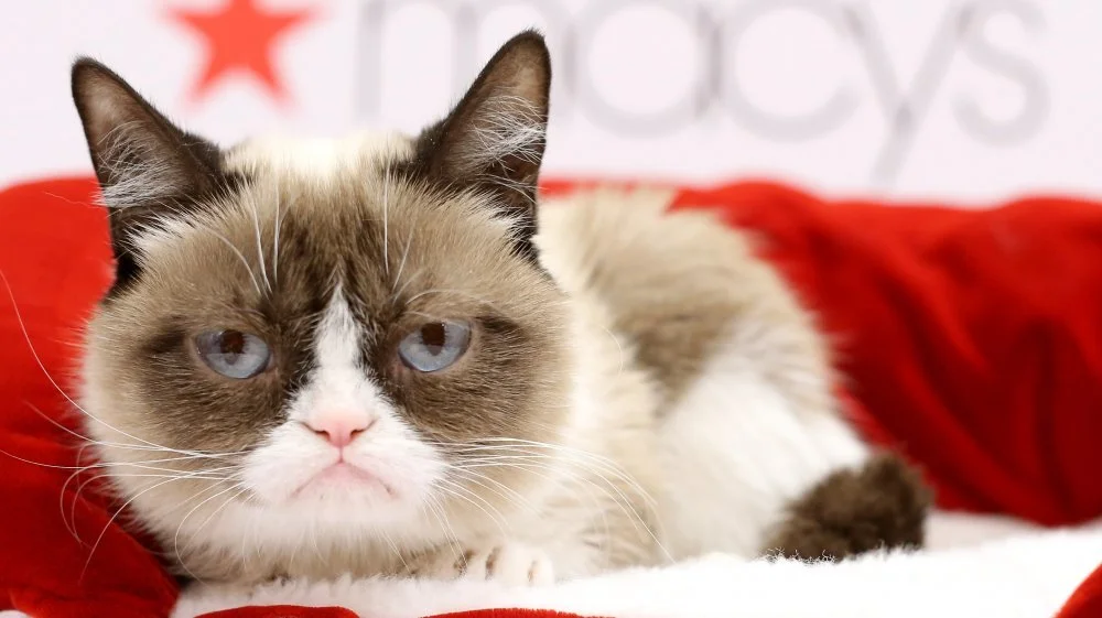 Grumpy Cat Tardar Sauce