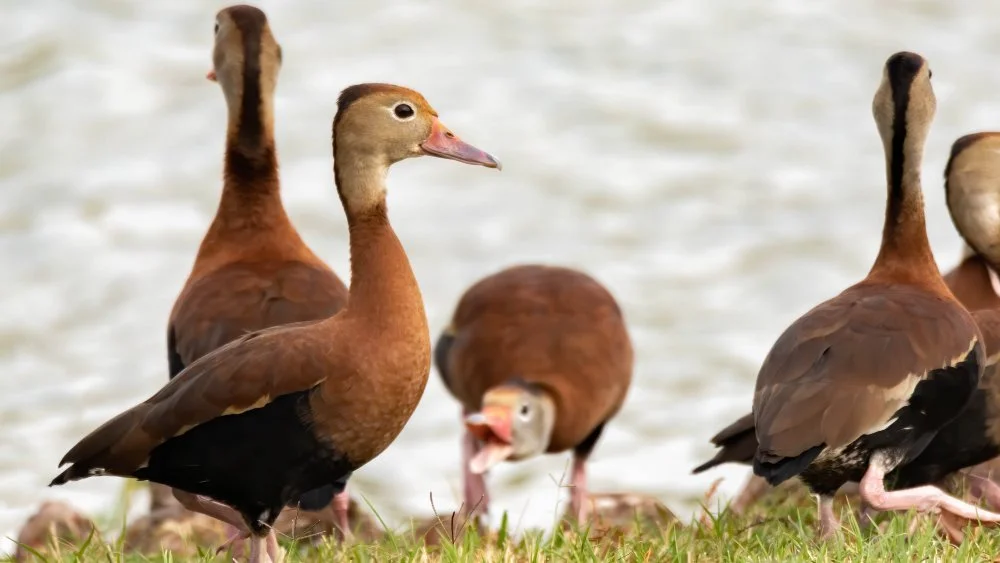 Canards dans un champ
