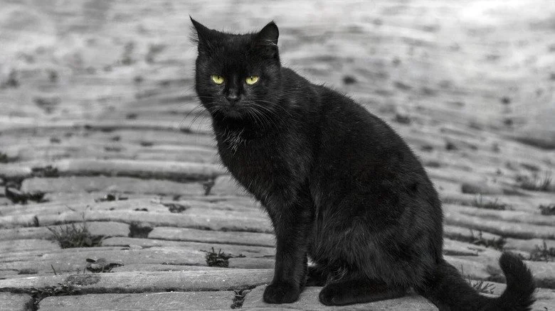 Femme tenant un trèfle à quatre feuilles