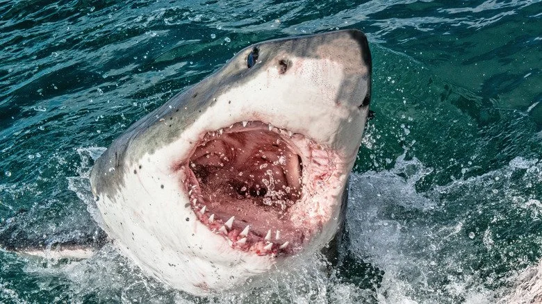 Requin blanc émergeant de la surface de l'océan