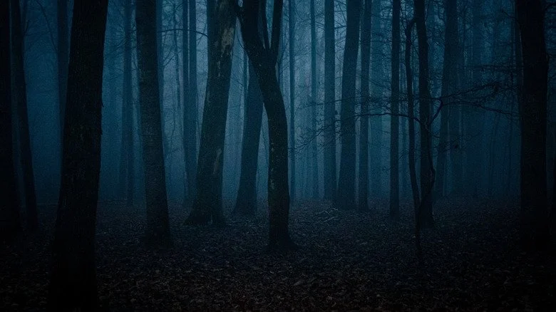 arbres inquiétants dans les bois