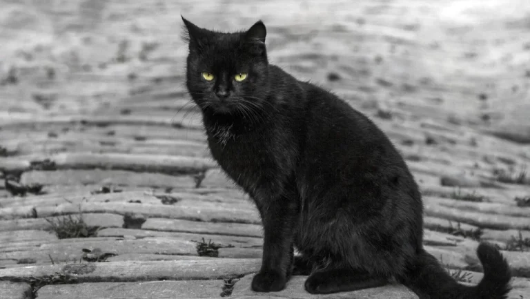 Musiciens célèbres et leurs rituels superstitieux