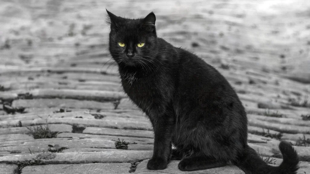 Musiciens célèbres et leurs rituels superstitieux