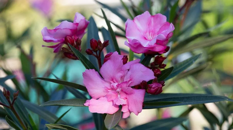 Oleander et camphrier reprenant vie