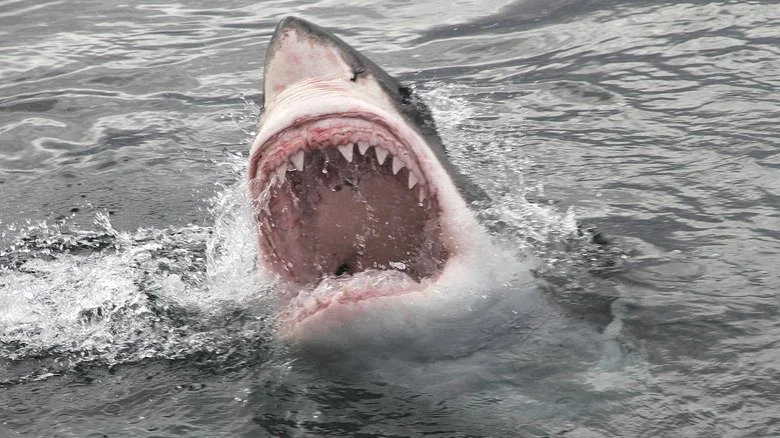 Close-up de la bouche d’un grand blanc