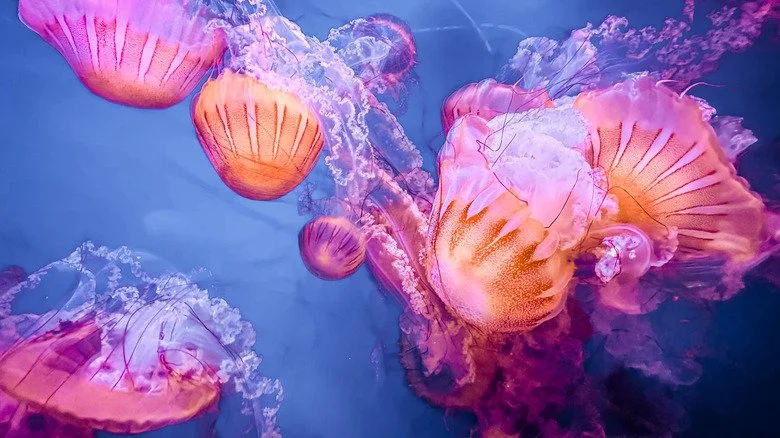 Groupe de méduses colorées