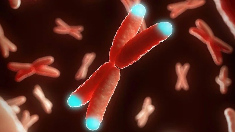Chromosome et télomères bleus