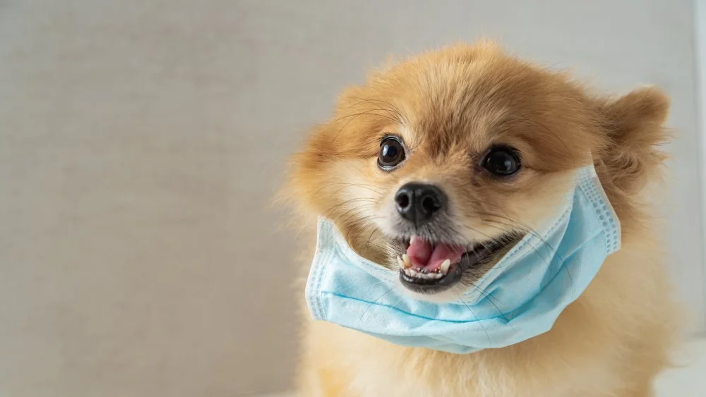 Cas d'un chien et coronavirus