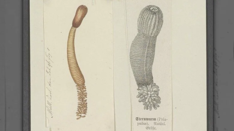 Dessin naturaliste d'un priapule, ou ver pénis