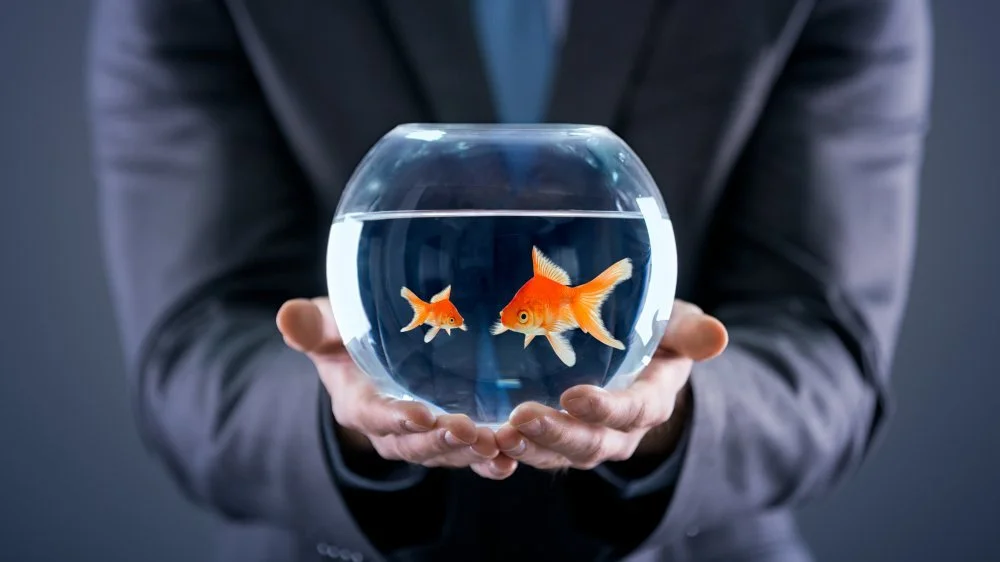 Étudiant avalant un poisson rouge