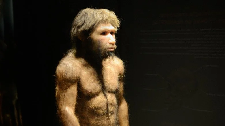 Modèle de Homo heidelbergensis
